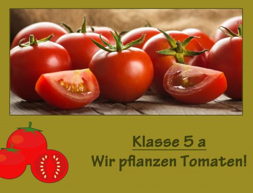 Klasse 5 a: Tomatenpflanzaktion